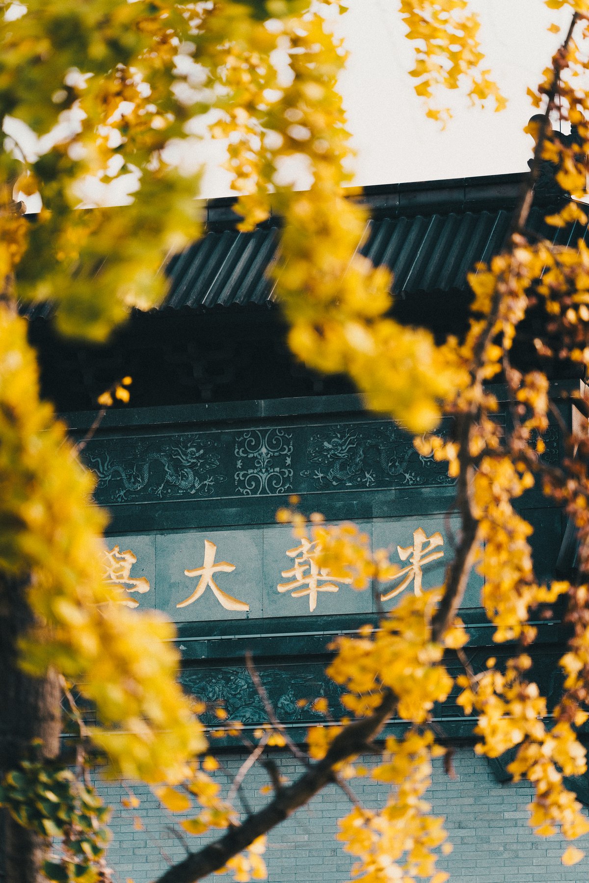 银杏枝叶掩映下的光华门细部